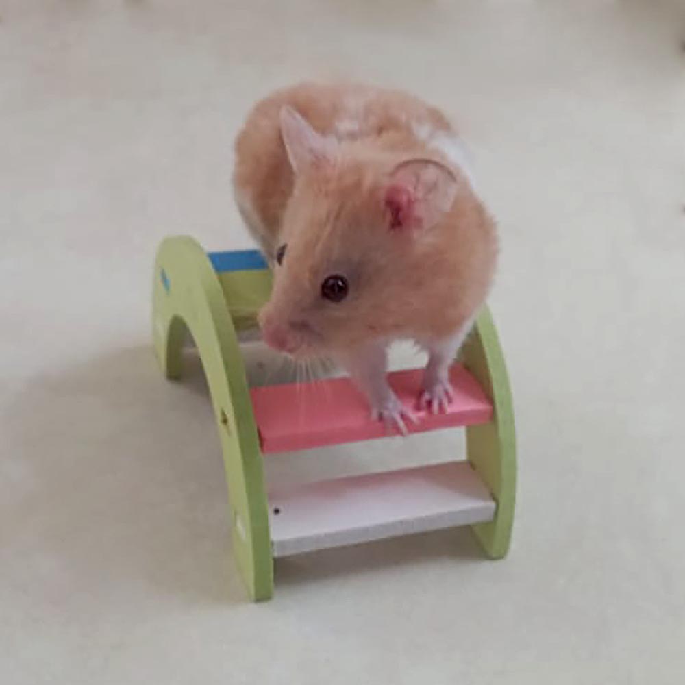 JUGUETE HAMSTER